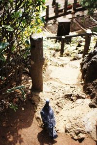 鳩森八幡神社